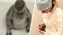 В Новосибирском зоопарке на свет появился пингвиненок — смотрим первые фото крохи