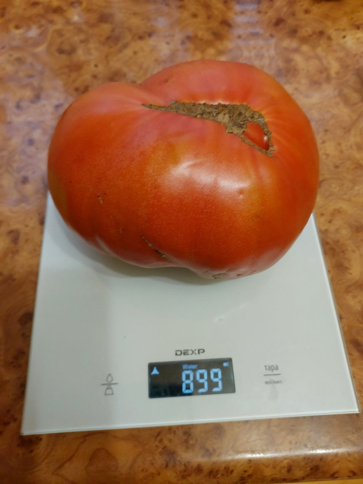 Как вам такие гиганты? Один помидор — под килограмм!