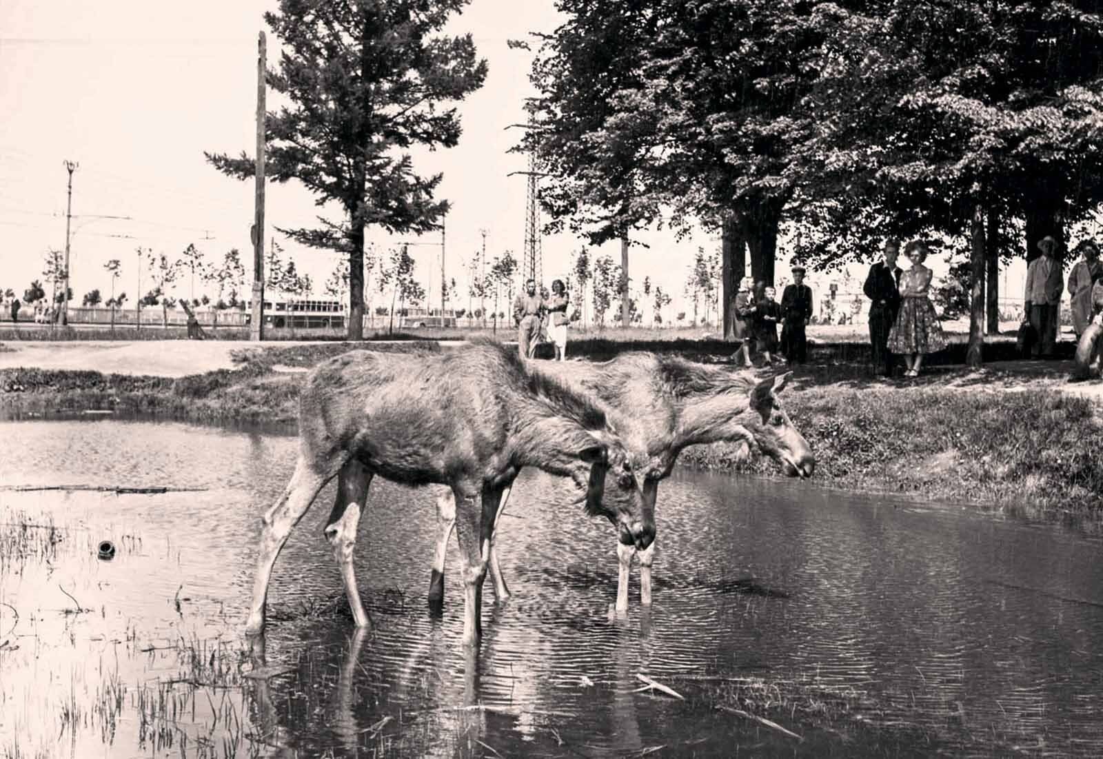 Лоси в Измайловском парке, 1958