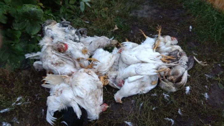 После публикации 76.RU власти отловят собак, нападавших на людей и домашних куриц