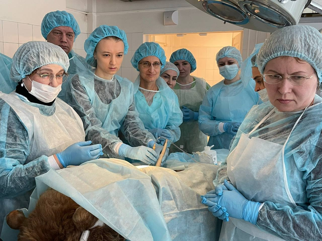 Уральские врачи прооперировали беременную овечку. Рассказываем, зачем это нужно