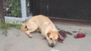 Курганец, расстрелявший собаку из арбалета, может уйти от наказания