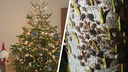 «Весь ствол усыпан жуками»: новосибирец купил на Новый год елку с насекомыми — видео