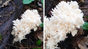 Необычный гриб-коралл нашел сибиряк под Новосибирском