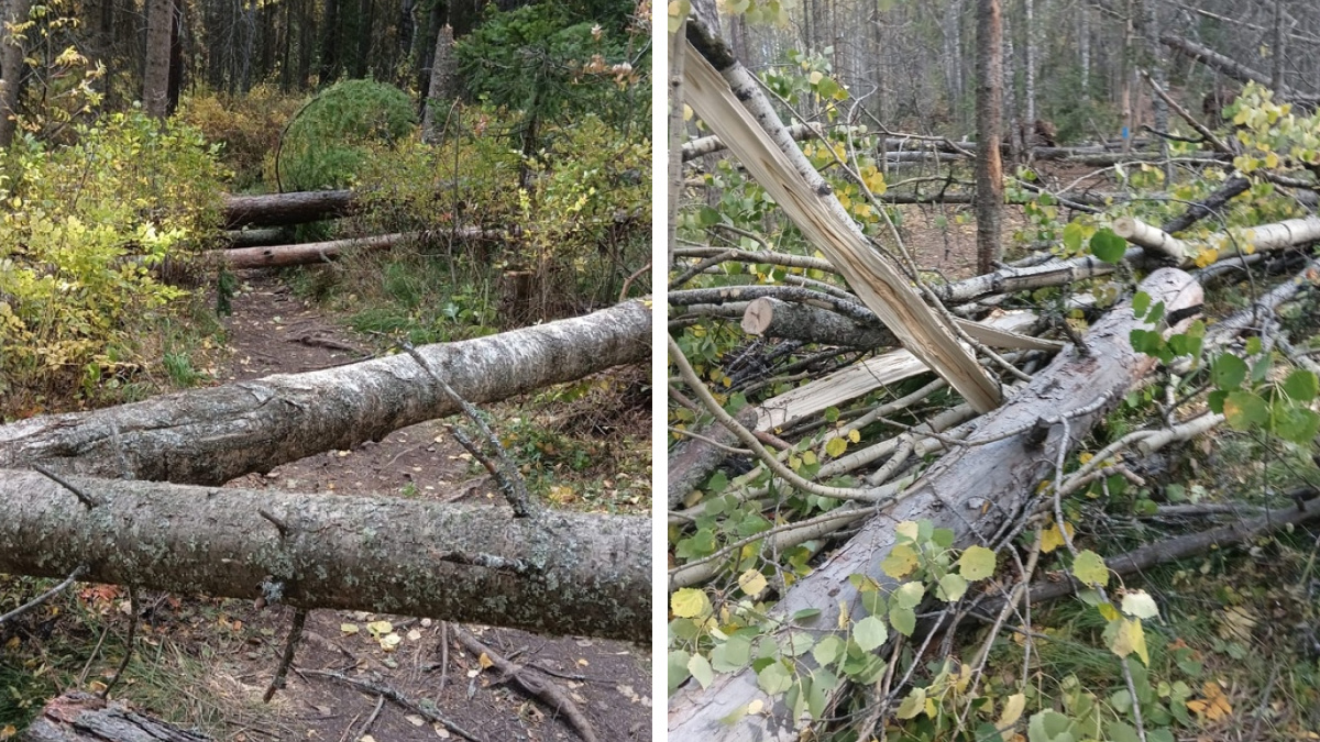 «Лес в ужасном состоянии»: ветер повалил деревья на Красноярских Столбах. Многие изъедены насекомыми