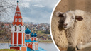 В Ярославской области пройдет фестиваль «Романовская овца — золотое руно России»: программа