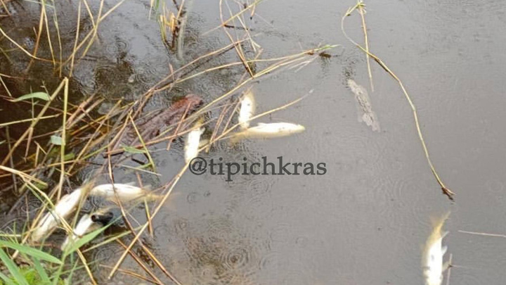 В Восточно-Кругликовском микрорайоне Краснодара погибла рыба в пруду