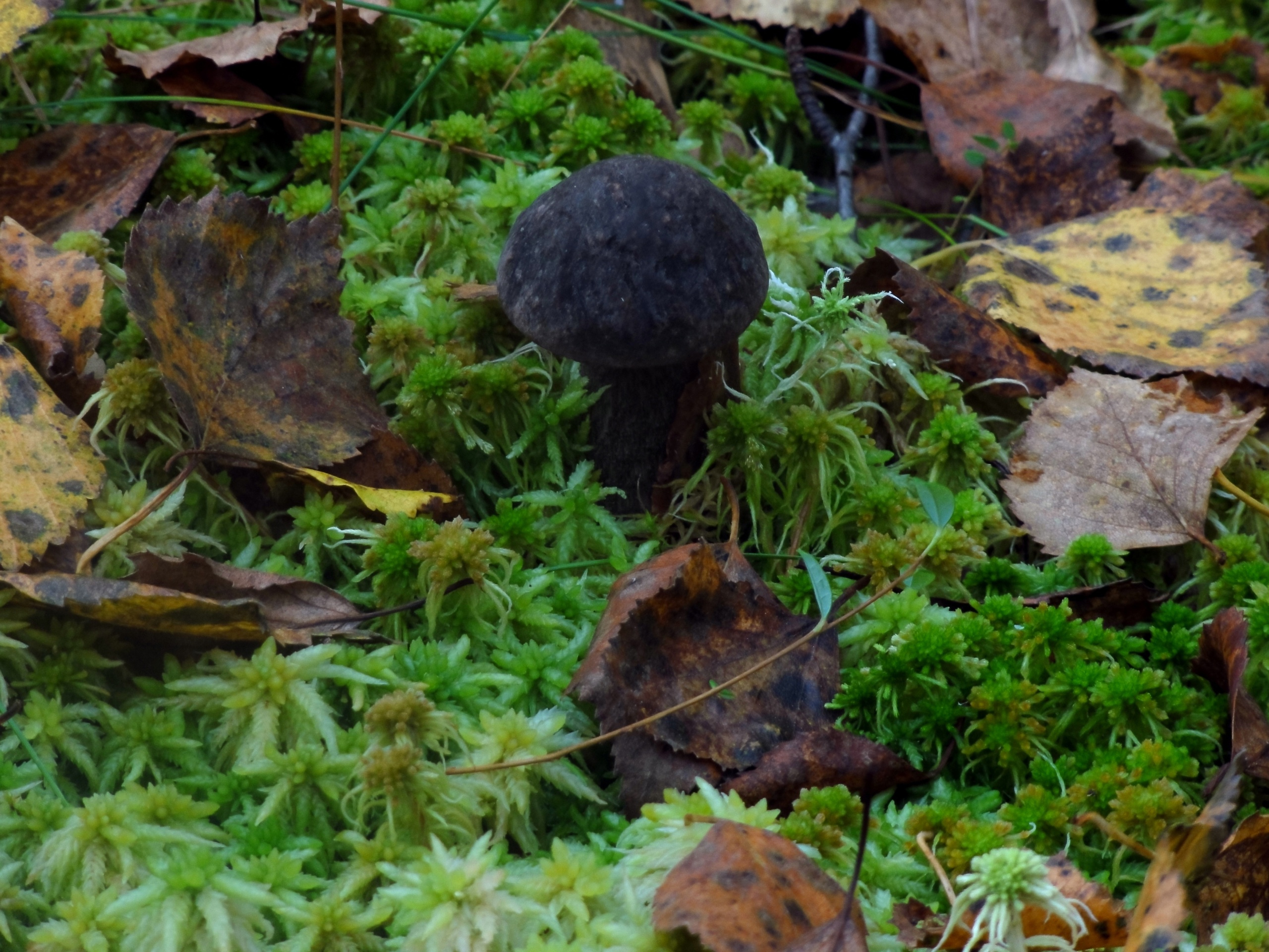 Черные грибы виды. Черный гриб в Крыму. Черный волнистый гриб. Чёрные грибы стоят. Жители леса.