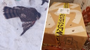 Жительница Новосибирска нашла на улице ястреба со сломанным крылом