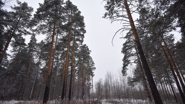 На Урале многодетная мать спряталась в лесу, чтобы не платить алименты