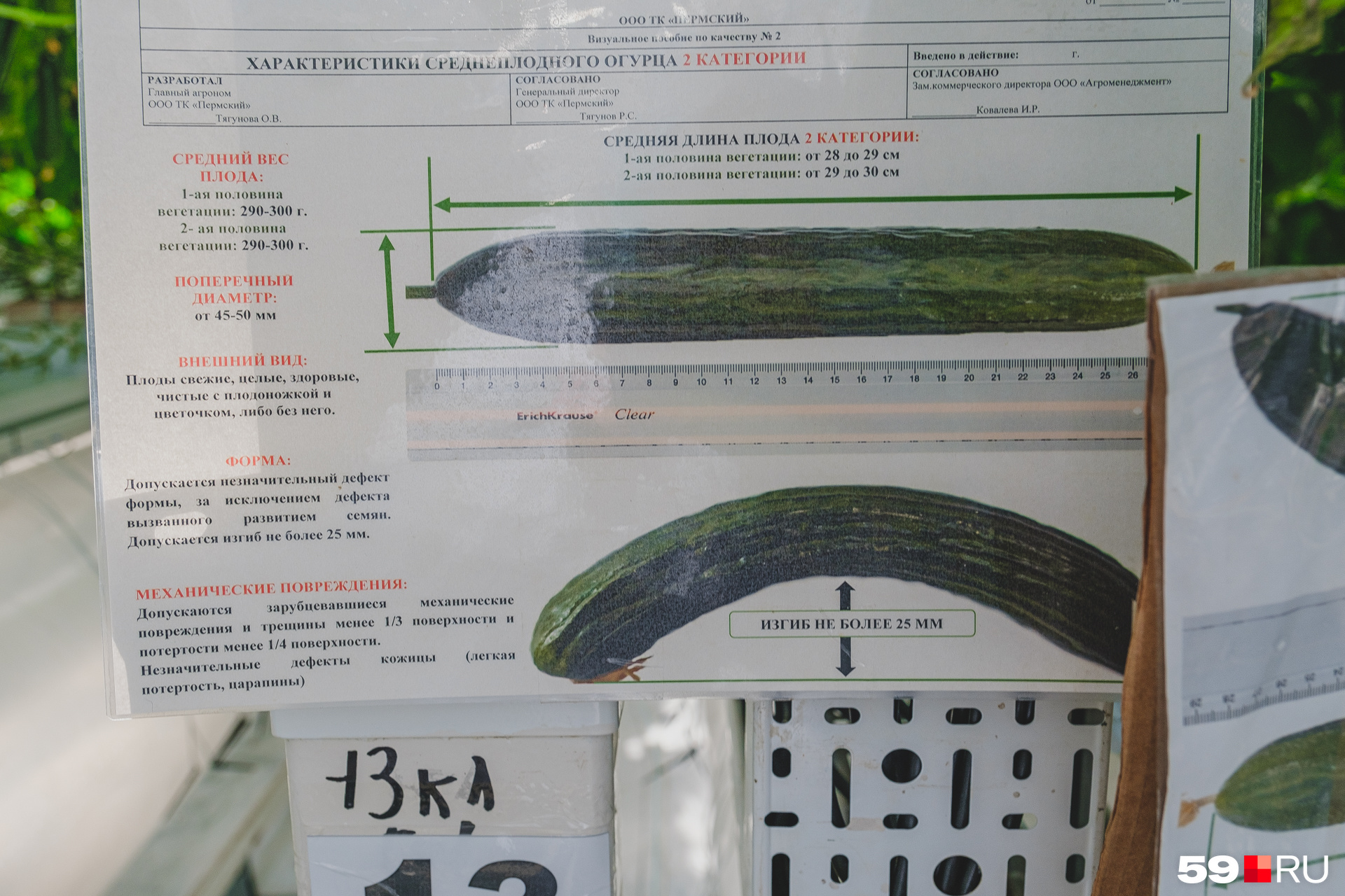 В каждой теплице висят таблицы с характеристиками овощей, которые можно отправлять на продажу. Неподходящие отбраковывают