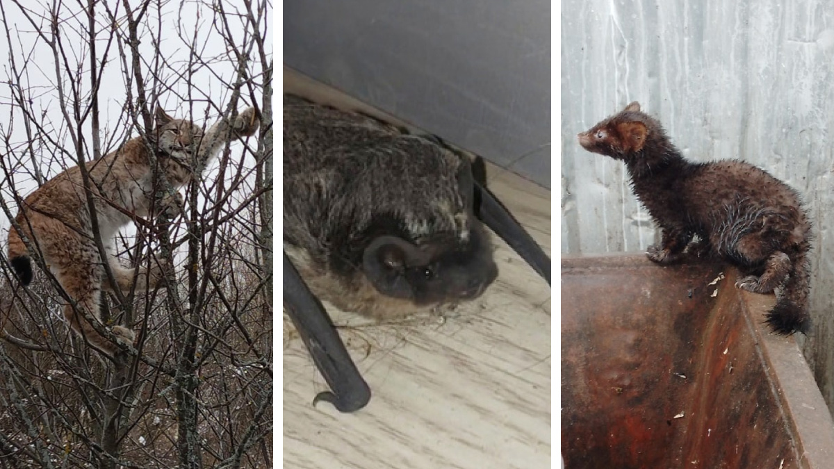 Соболь, летучая мышь и рысь: где дикие животные чаще всего выходили к людям в Ярославской области