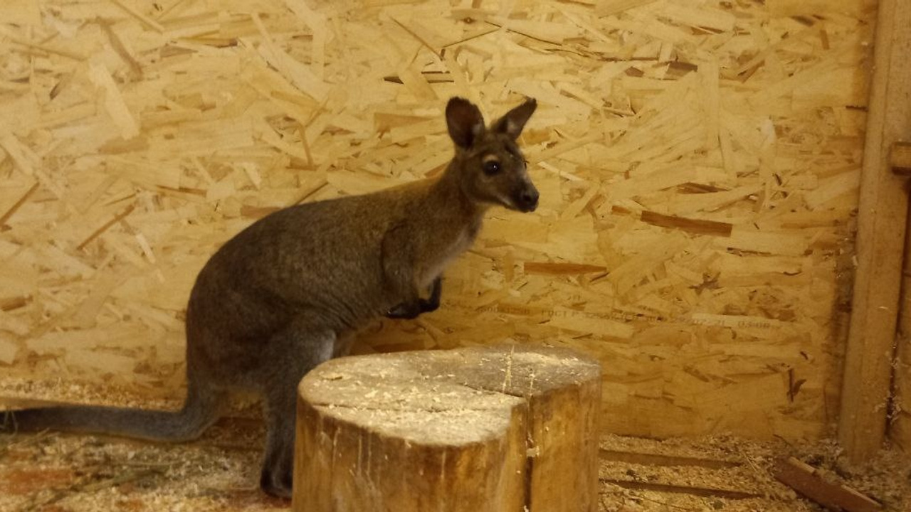 В новосибирский зоопарк на Затулинке привезли кенгуру Беннета — имя для него выберут с помощью конкурса