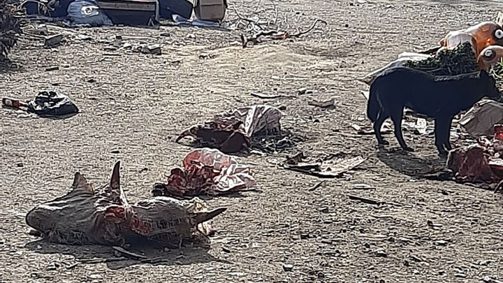 Куски коровьих туш лежат на помойке в Чите, ими пируют собаки