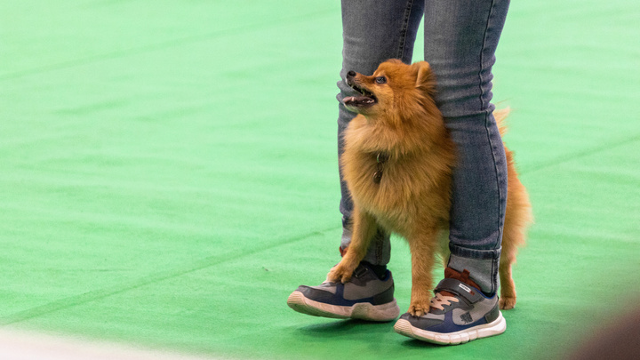 От собак до тараканов: как прошла выставка животных «Зоомир» в Красноярске
