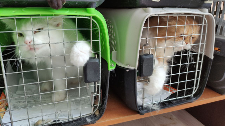 Красноярка узнала свою кошку в приюте «Империя успеха» и не может забрать питомца домой