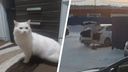 В Новосибирске неизвестный выкинул на мороз кота в переноске — инцидент попал на камеры