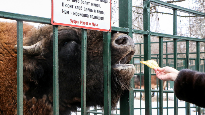 «Покойся с миром, наш добрый, великий упрямец»: зубр Мурат умер в нижегородском зоопарке «Лимпопо»