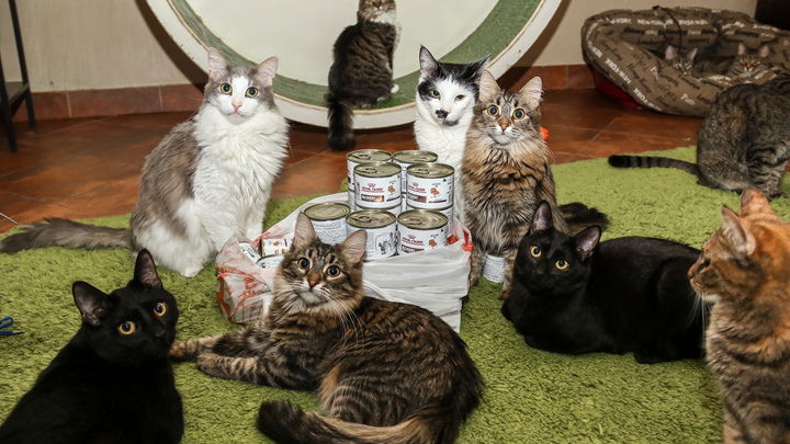Победительница конкурса NN.RU потратила выигрыш в 15 тысяч рублей на корм котам с непростой судьбой