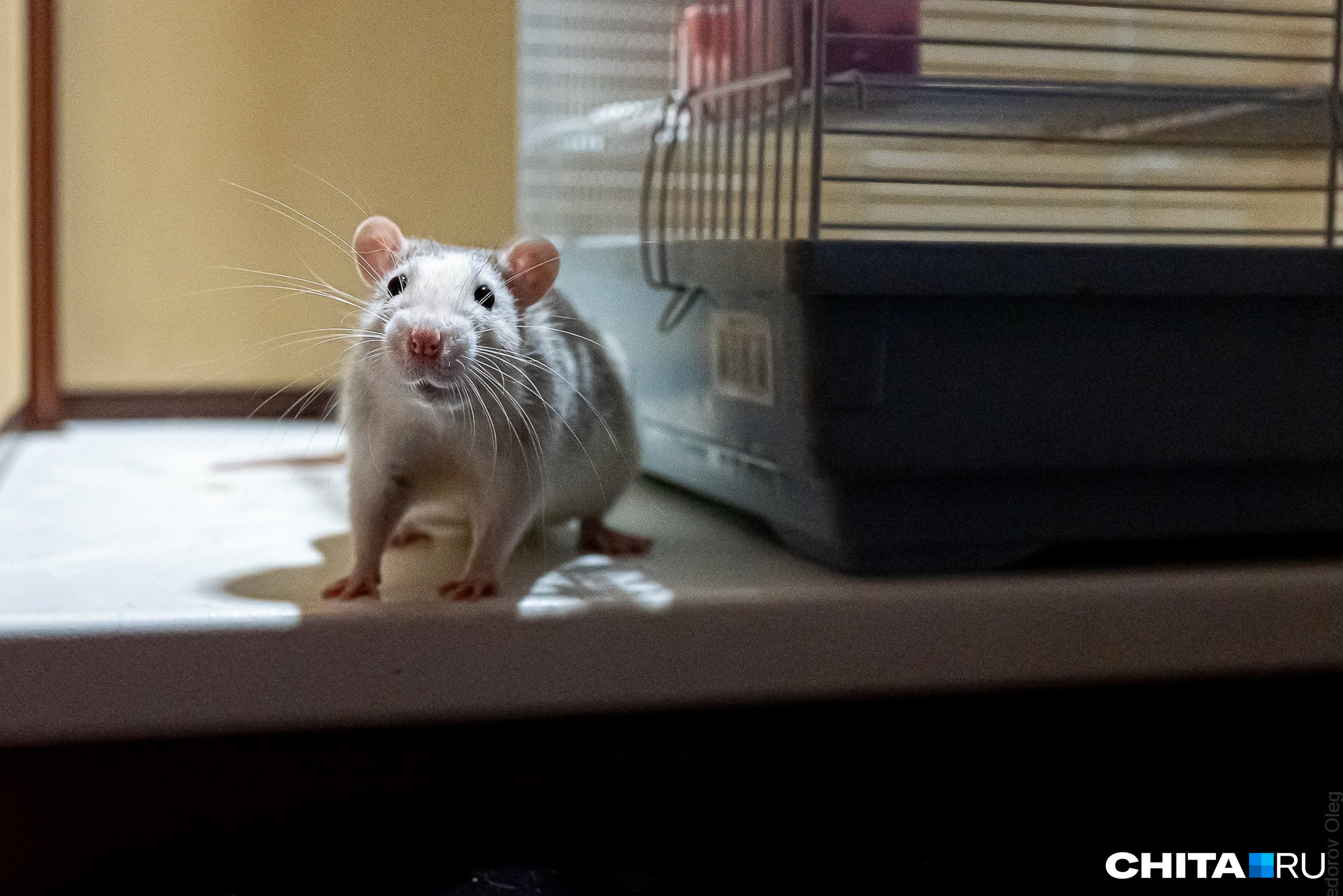Крыса стала причиной отключения света в полусотне домов Краснокаменска