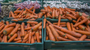 Наберитесь терпения: когда выкапывать морковь и свеклу и как правильно хранить их дома и в погребе