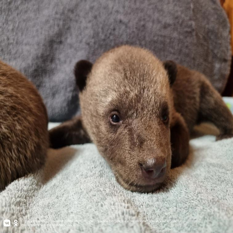 Охотник нашел брошенных новорожденных медвежат в Псковской области