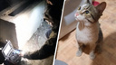 «Билась в муках о стены шахты»: волонтер из Екатеринбурга вылетел в Уфу, чтобы спасти кошку