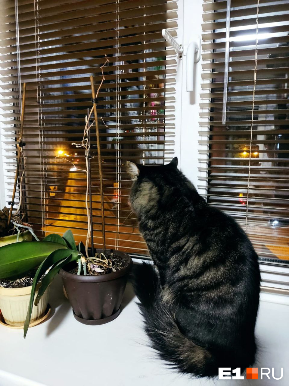 Кот проводит вечера за окном — пытается высмотреть там Виталия