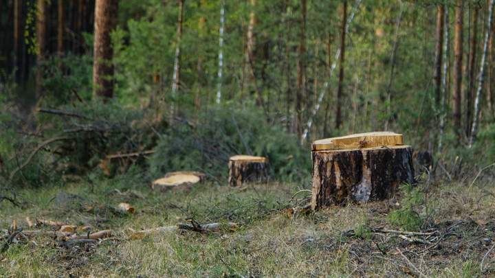 Преступная группировка из Кузбасса вырубила деревьев на сумму 35 миллионов
