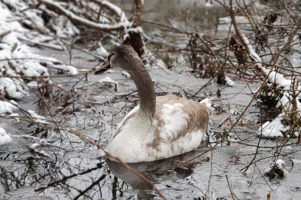 В Калининграде спасали «гуся», который не нуждался в помощи и оказался другой птицей