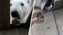 «Успели. Спасли»: ветеринары вытащили банку из пасти белой медведицы в Диксоне
