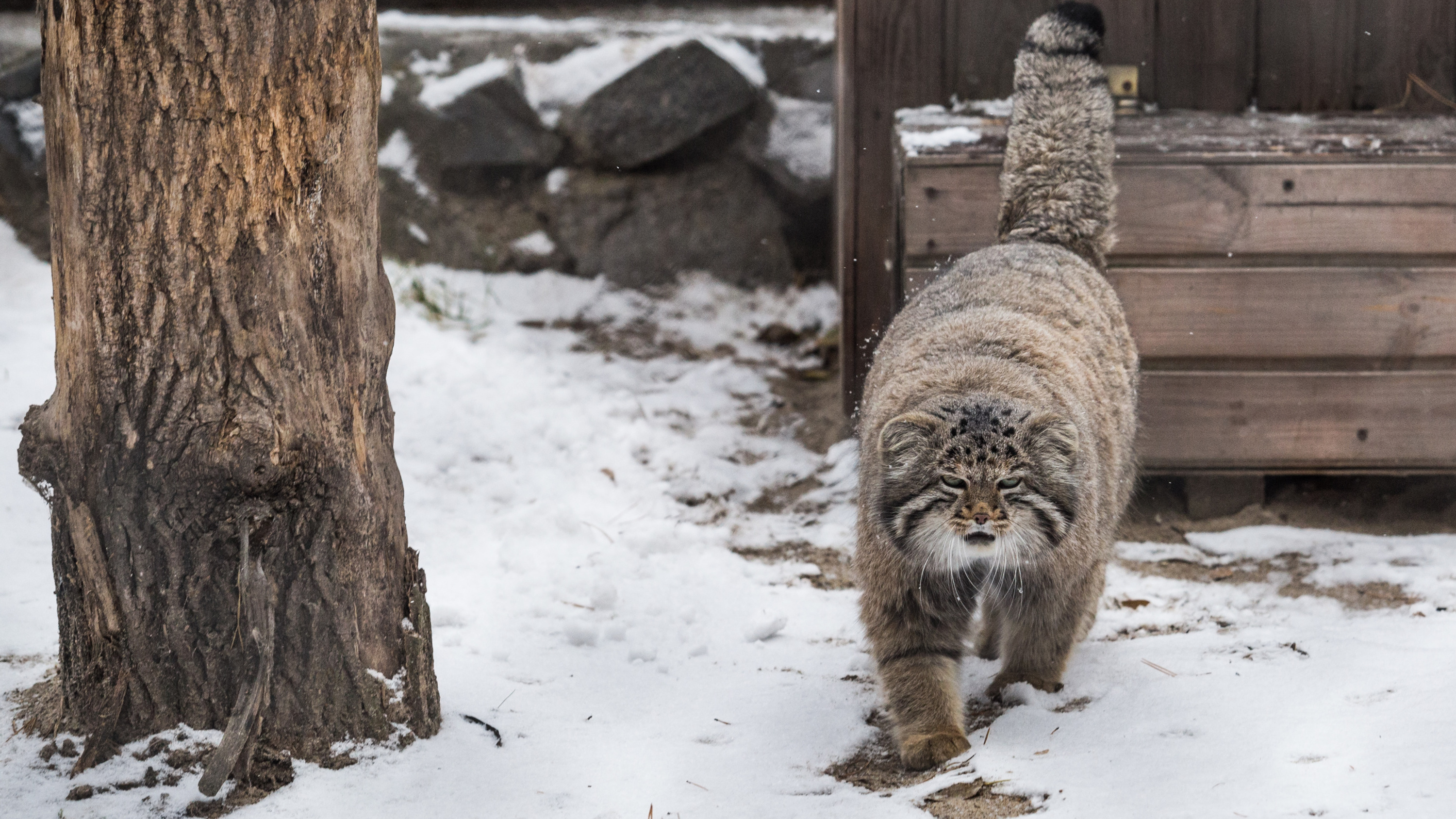 кот в зоопарке манул