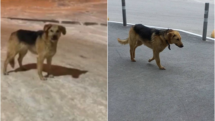 Жители Тюмени два года борются с псом, который всегда возвращается после отлова