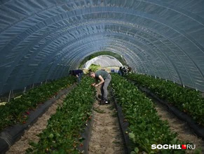 Современные технологии позволяют выращивать клубнику круглый год, а в Сочи тем более