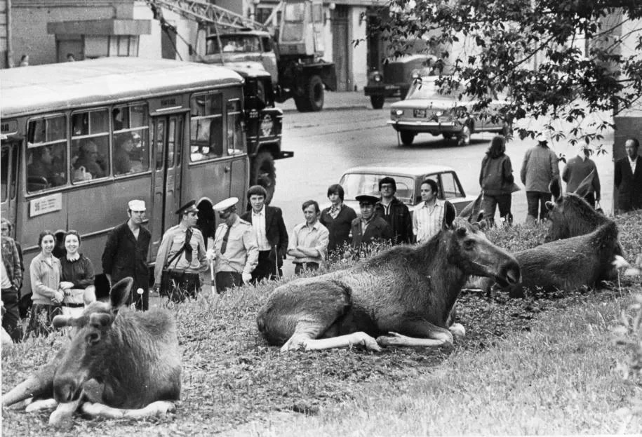 Лоси на Преображенской улице, 1979