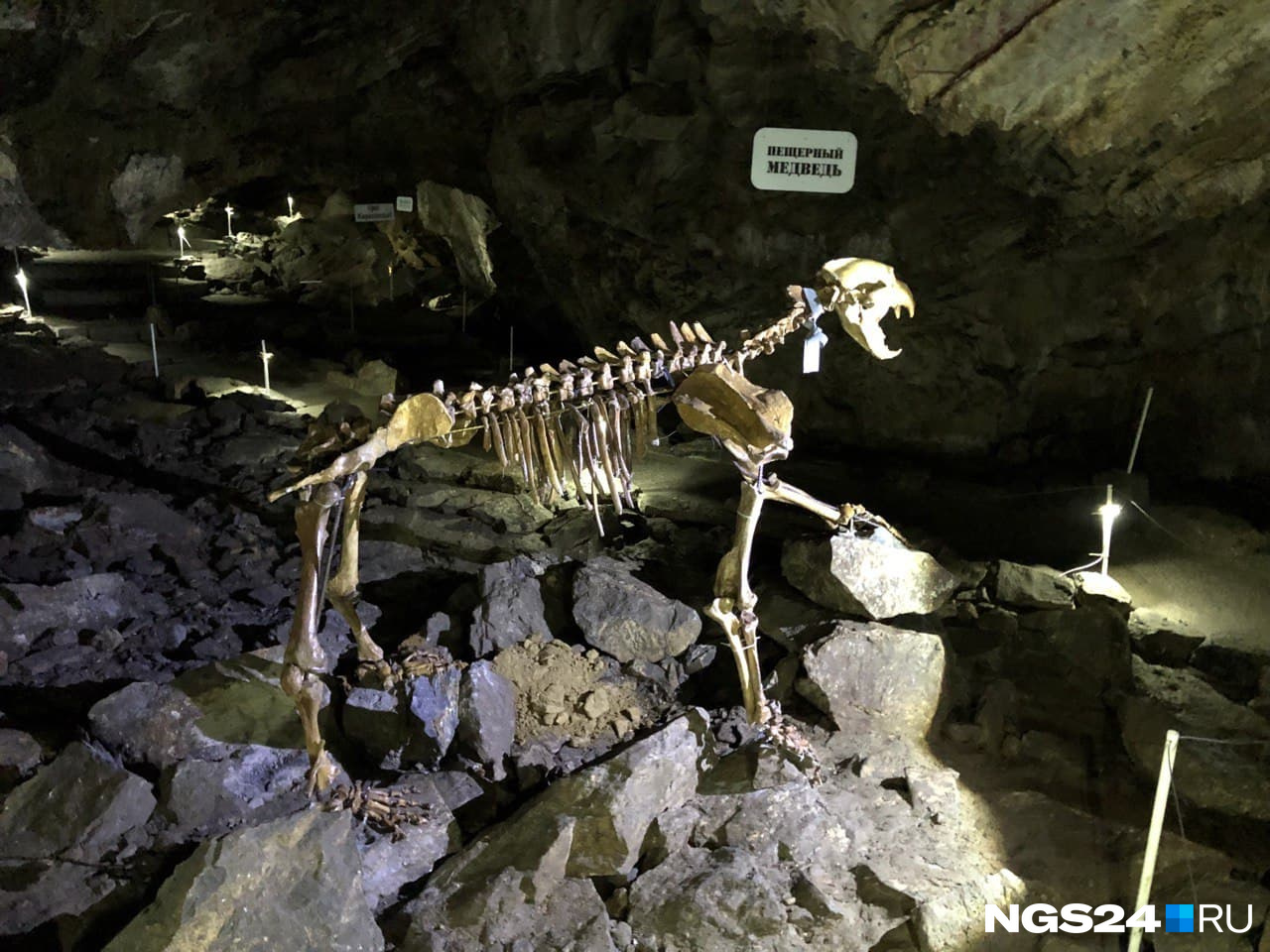 Скелет большого пещерного медведя
