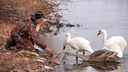 В Челябинской области спасли лебедя, раненного в драке с лисой