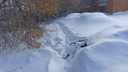 «Головы на месте не было»: вмерзший в лед расчлененный труп нашли в Бердске — показываем место находки