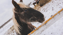 Сказочные кони: в Ярославской области супруги разводят лошадей уникальной масти