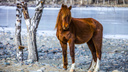 В Новосибирской области дядя и племянник украли лошадь за 120 тысяч — как их наказали