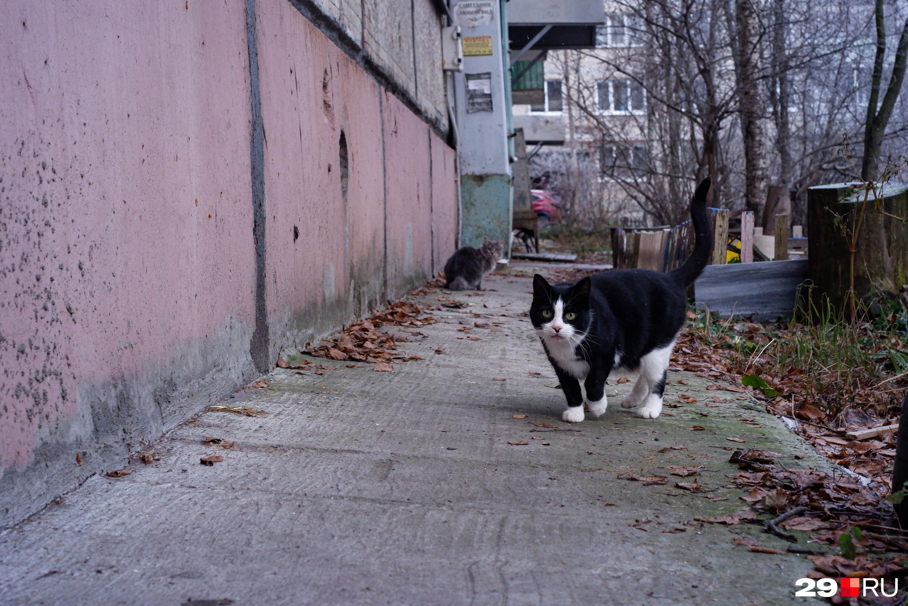 Местные коты на прогулке Местные коты на прогулке