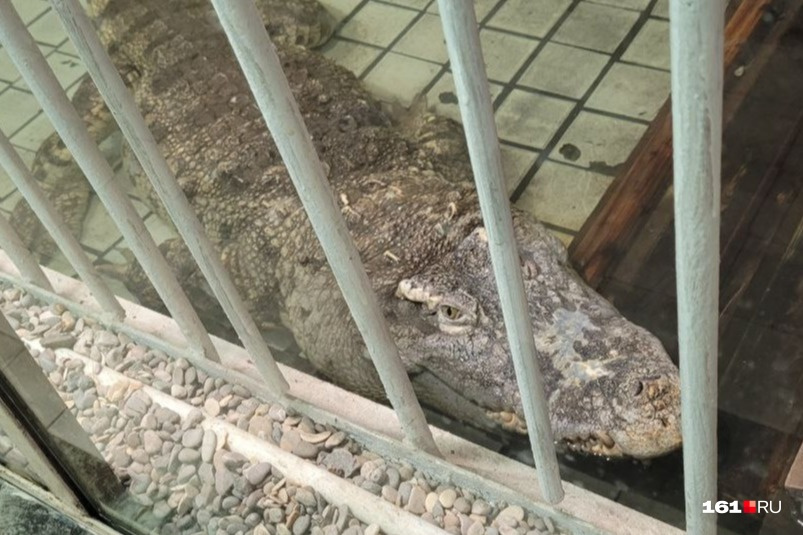 Это крокодил в ростовском зоопарке — кадр для иллюстрации