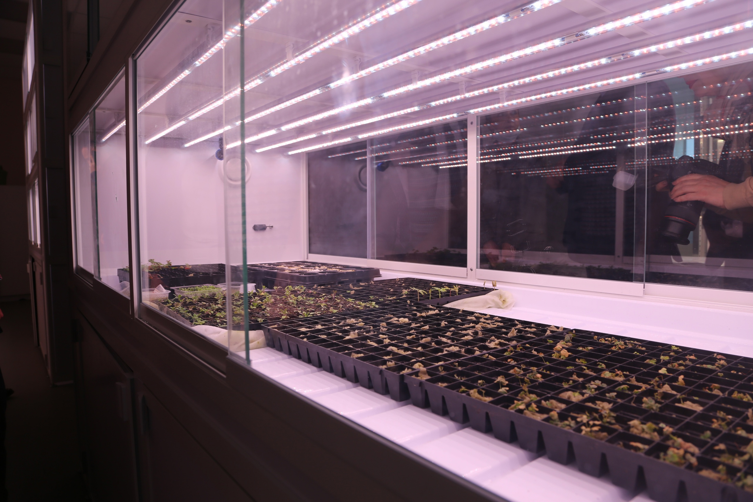 В САФУ разработали специальные биоразлагаемые стаканы с удобрением, в которых выращивают саженцы