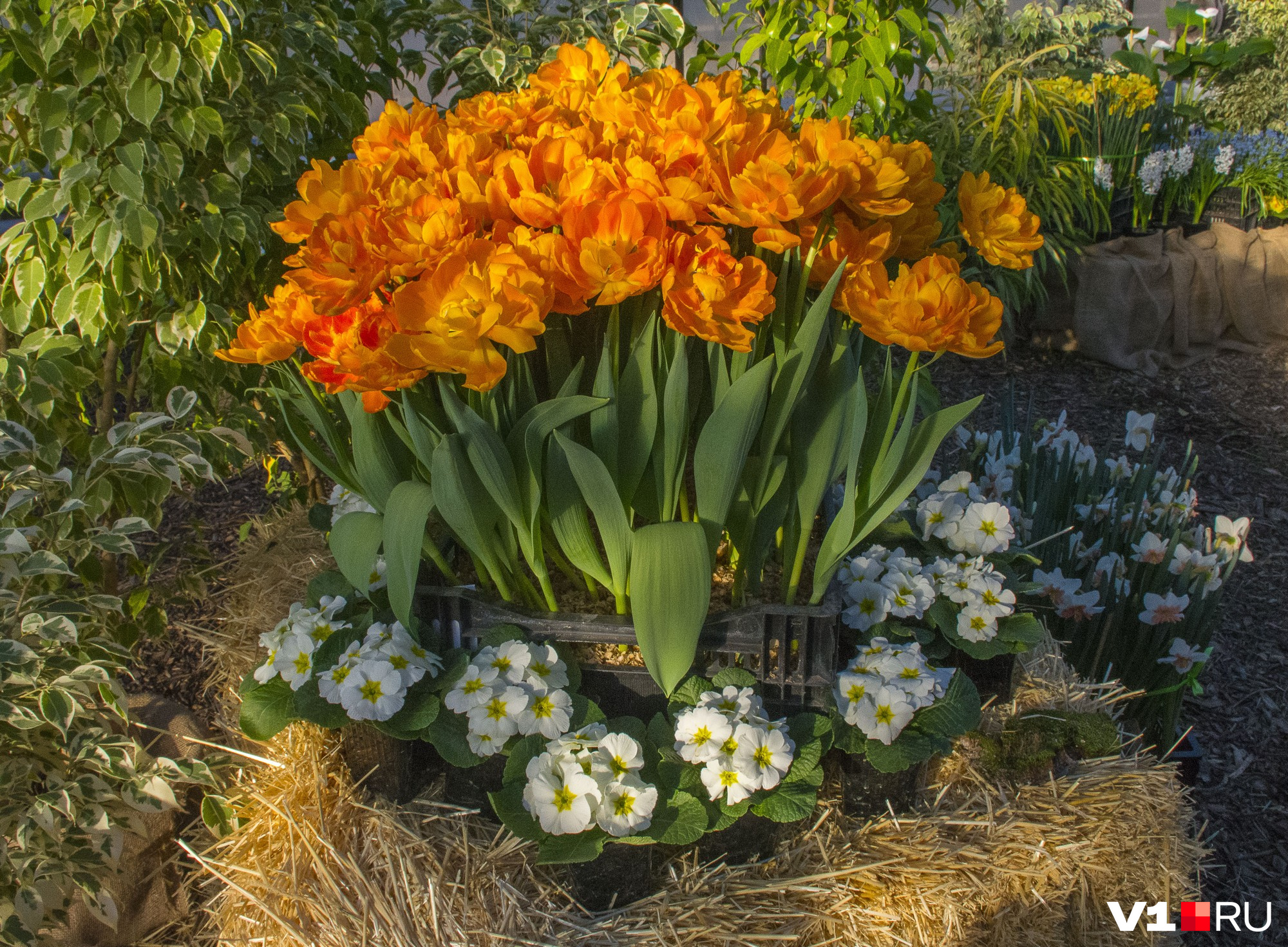 ботанический сад волжский выставка первоцветов. царицыно оранжерея выставка первоцветов. выставка первоцветов в волжском ботаническом саду. выставка цветов в волжском ботаническом саду. выставка первоцветов волжский.