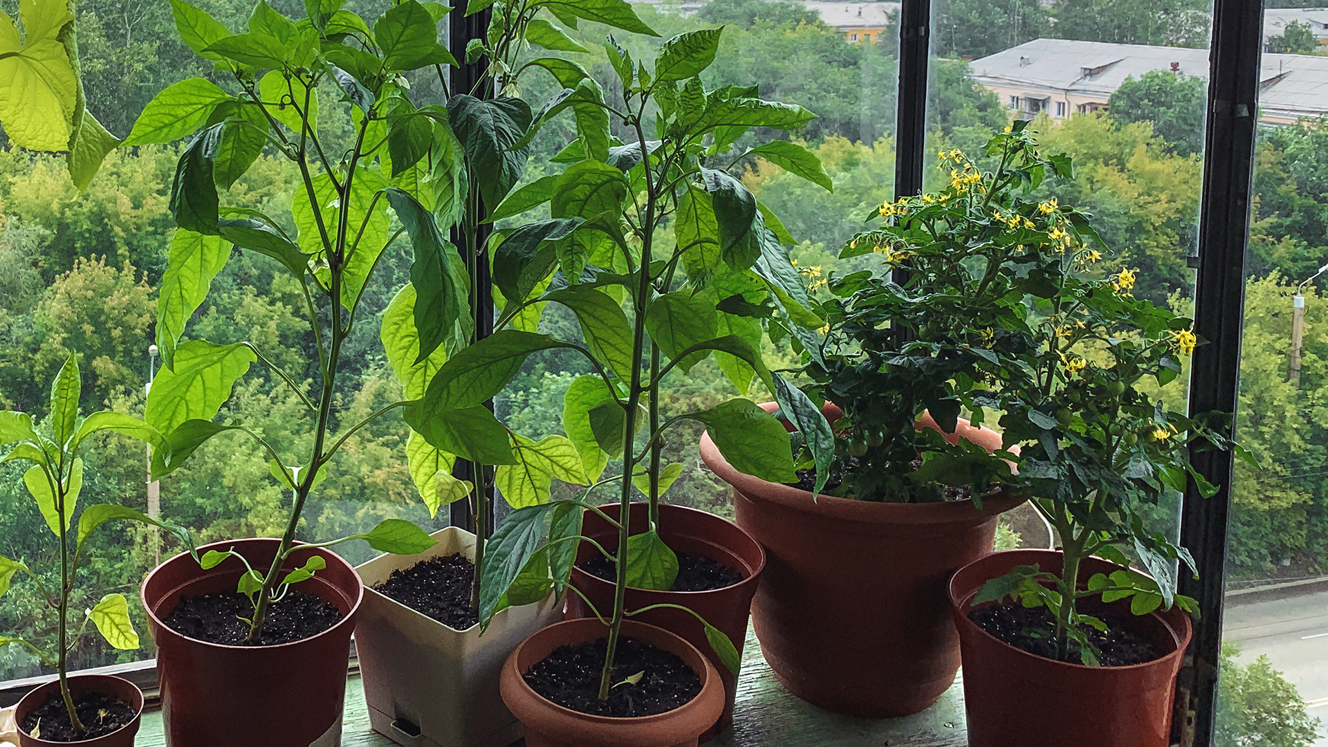 От микрозелени до картошки: что можно посадить дома прямо сейчас