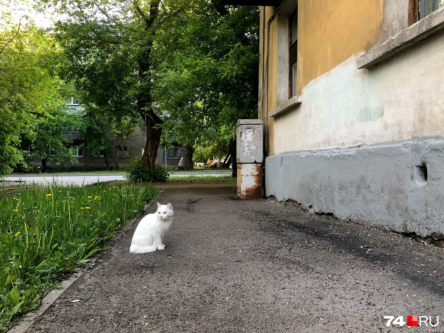 Стеснительный котэ не захотел делать портрет, но согласился позировать издалека Стеснительный котэ не захотел делать портрет, но согласился позировать издалека