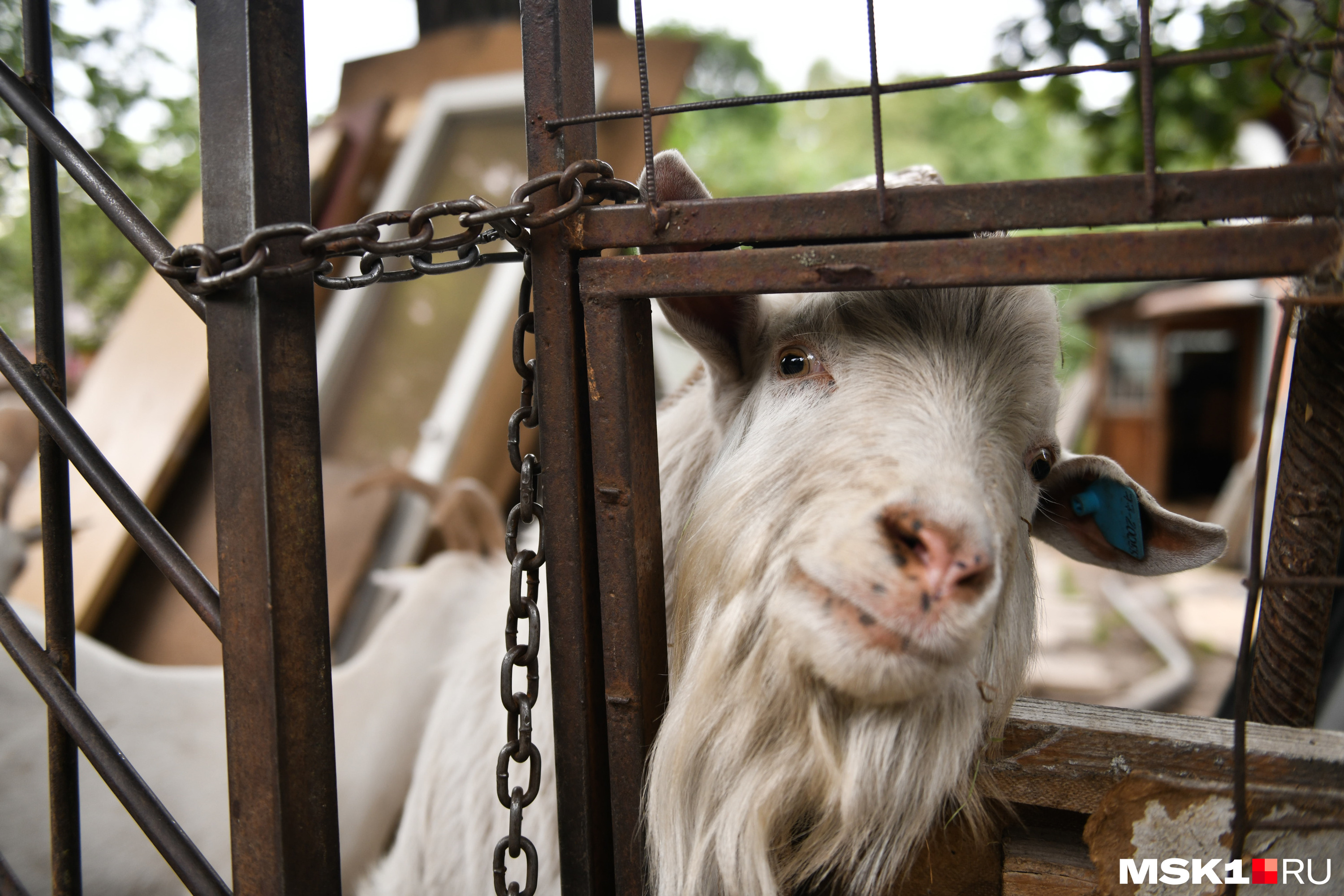 Содержание коз в домашних условиях: уход, помещение, рацион | ZOODOM