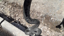 В Самаре во время субботника нашли огромную змею
