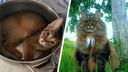 Самые забавные: во Всемирный день кошек ярославцы показали своих питомцев