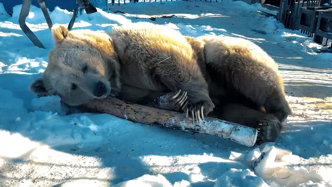 «Видимо, весна ранняя будет»: в красноярском зоопарке вышел из спячки первый медведь (он такой милый!)
